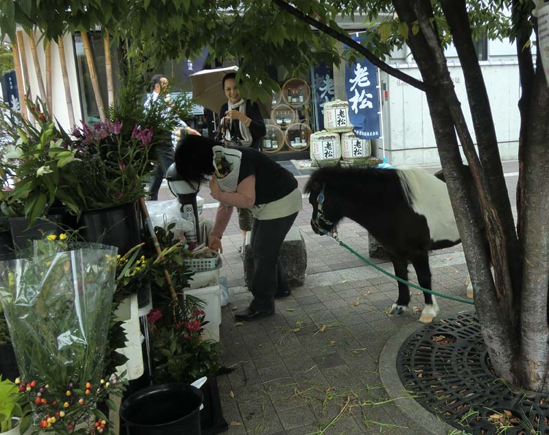 可愛いロバ を人寄せに 露天の花屋さん 私のデジカメ日記